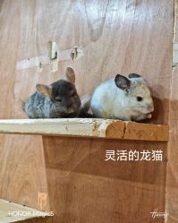 点击看大图 -神奇动物撸宠馆·羊驼·小浣熊·异宠(豫园店)