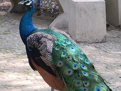 -瑞丽独树成林风景区