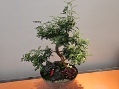 -荷兰花海