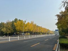 -三里屯东五街银杏大道