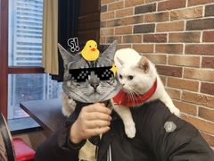 -蓝鲸·缅因猫舍