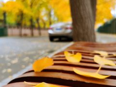 -三里屯东五街银杏大道