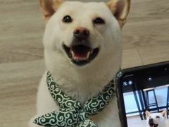 -柴迷FANS CLUB·柴犬狗咖·猫咖