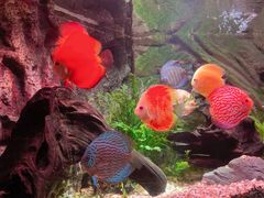 -上海海洋水族馆