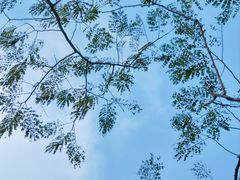 -上海鲜花港