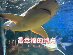 -烟台海昌鲸鲨海洋公园