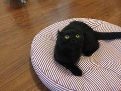 -团子家猫咪猫咖馆·柯基·柯尔鸭