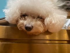 -more than meow吴止猫主题餐厅(承德 中船汇店)