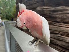 -新加坡飞禽公园