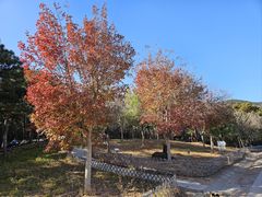 -北京西山国家森林公园