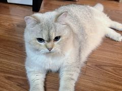 -车接车送·寄养洗护·德文猫舍(大宁店)