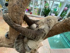 -正佳雨林生态植物园