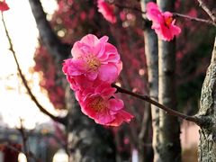 -望江楼公园