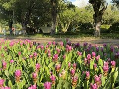 -东南花都花博园