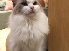 -CAT’S MEWSTAR CAFE·喵星球猫屋(晴湾咖啡店)