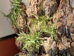 -成老灶火锅鸡(平山店)