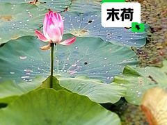 -七桥瓮公园