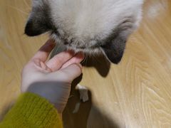 -滚猫咖啡·猫咖·猫友好撸猫(未来城店)