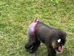 -大连森林动物园