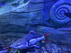 -芜湖新华联大白鲸海洋公园