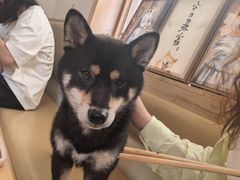 -柴の食堂·日式家庭料理·熊之肆(大学路店)