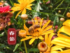 -东莞植物园