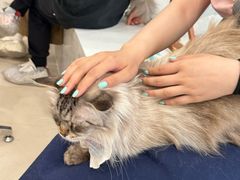 -共舞时光猫咖·狗咖(新街口店)