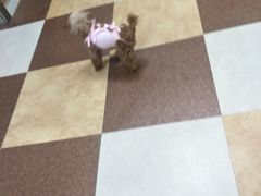 -奈斯宠物医院·核磁CT·异宠专科·内镜(中南店)