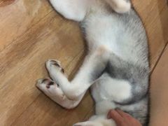 -Husky Go! 哈士奇体验馆·宠物咖啡厅狗咖