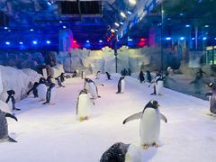 -芜湖新华联大白鲸海洋公园