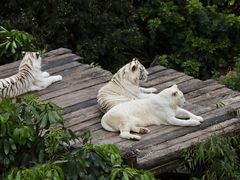 -广州长隆野生动物世界