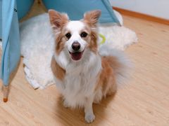-BABYDOG宝贝狗宠物乐园(欧洲城店)
