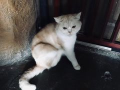 -猫猫幼稚园·撸猫·桌游·电玩