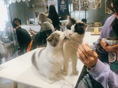 -吉丁鸟咖·异宠·寄养