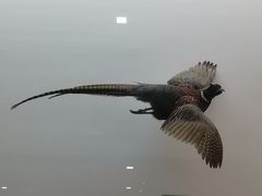 -盐城丹顶鹤湿地生态旅游区