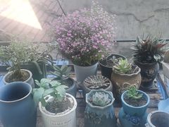 -循礼门鲜花花市(武汉循礼门店)