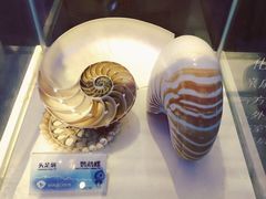 -贝壳梦幻世界