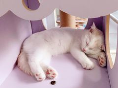 -喵的天空名猫咖啡馆·撸猫·猫舍·用品