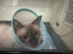 -瑞派宠物医院·犬猫全科·猫友好(宾水西道店)