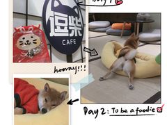 -逗柴咖啡屋·狗咖猫咖宠物桌游
