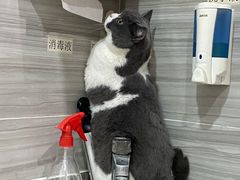 -瑞派名望志远动物医院·猫科·內科·异宠专科(直港大道店)