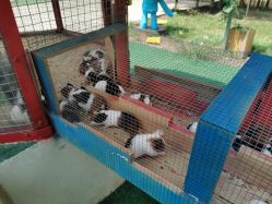 -萌宠亲子动物乐园(槐房万达店)