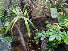 -上海大自然野生昆虫馆(东方明珠·爬宠昆虫探索中心)