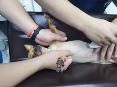 -关爱宠物医院·猫科中心·消化科(滨湖万达分院)