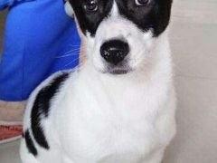 -太原东方动物医院(小店分院)