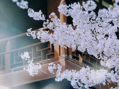 -西安青龙寺遗址景区