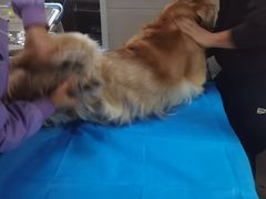 -康旭宠物医院(郑州总院)