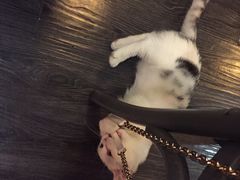 -吉丁鸟咖·异宠·寄养