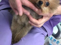 -康旭宠物医院(郑州总院)