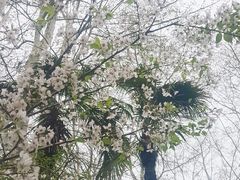 -武汉大学-樱园